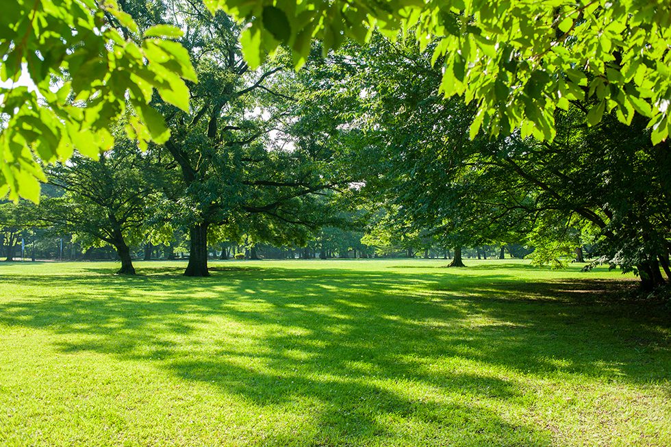 Lush green trees and warm sunlight.