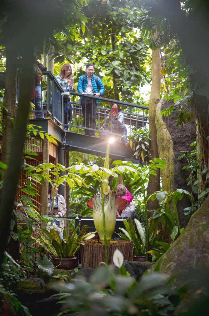 People looking down at the Amorphophallus titanum, or the "corpse flower” from above.