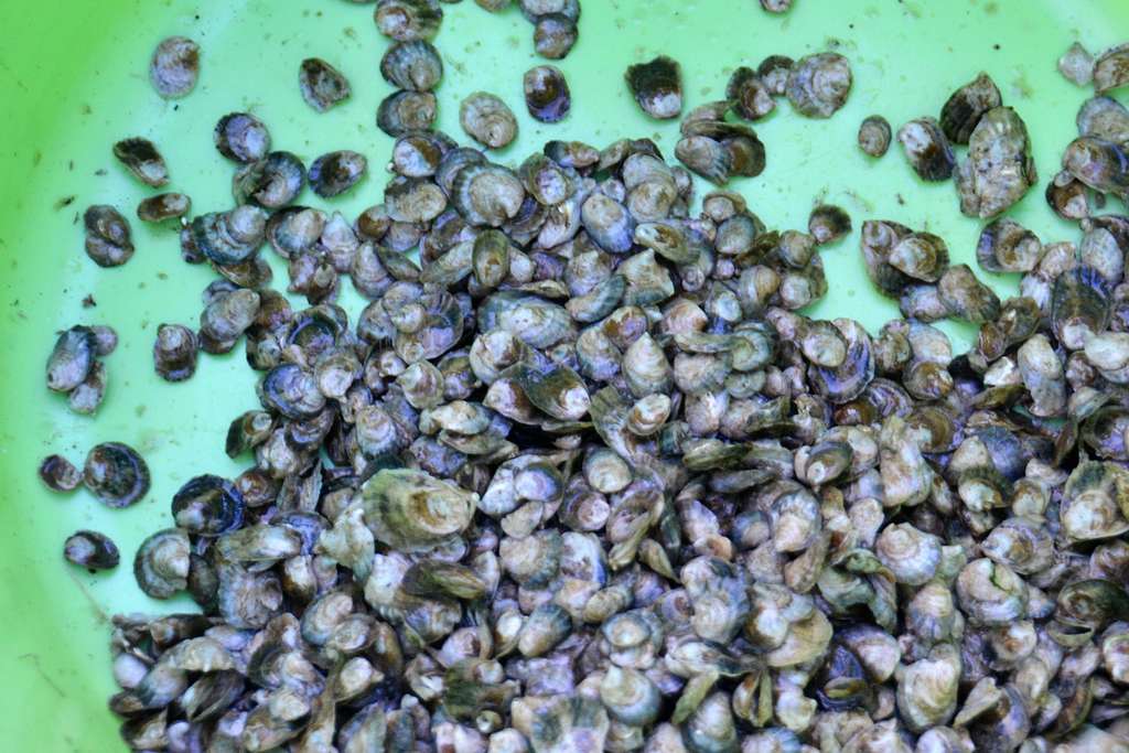 A pile of oyster shells in water.