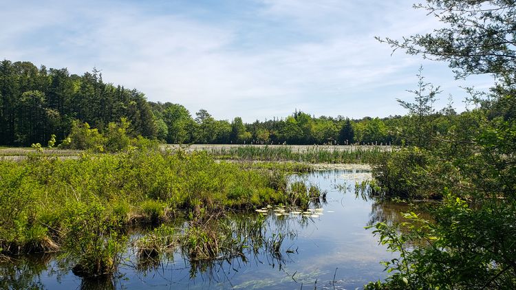 Grasslands and forestry surrounding water.