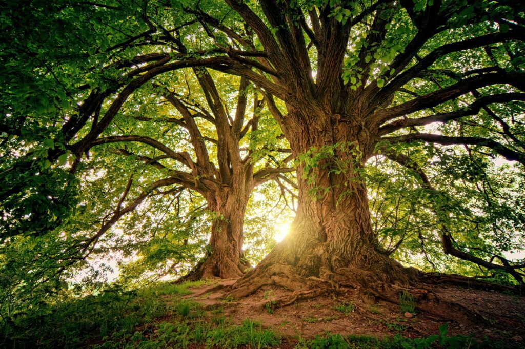 Large trees full of leaves.