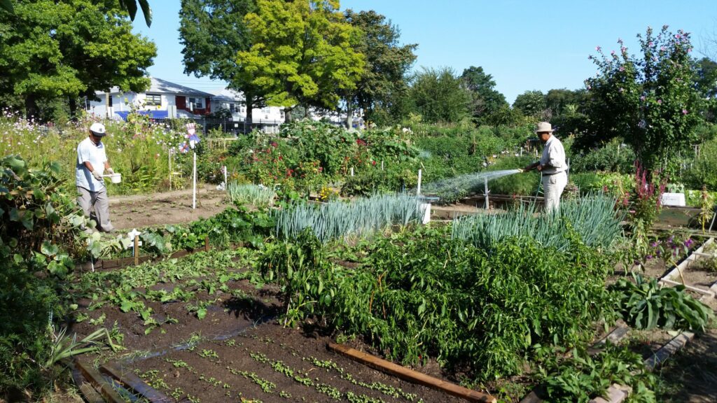 Two volunteers tending to plants in a community garden.